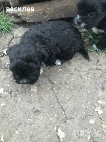 болонки, снимка 6 - Болонка - 53942789