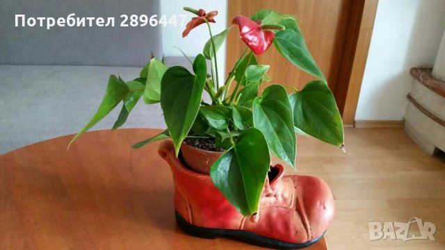 Керамична кашпа-за цвете, декорация Намалена!, снимка 2 - Вази - 34179861