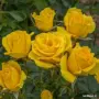 🌹 РОЗА 🌹 RAYON DE SOLEIL® Meianycid / Golden Bonica® Meianycid , снимка 1