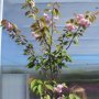 Prunus serr. Kanzan Японска вишна, снимка 1 - Градински цветя и растения - 39417933