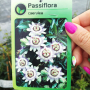 Пасифлора, Passiflora caerulea, снимка 4