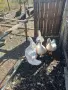 продавам патици, снимка 3