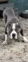 American Bully XL/Американско Були ХЛ, снимка 1