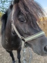 Пони, снимка 5