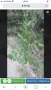 Вишни 5лв, снимка 1 - Градински цветя и растения - 40223107