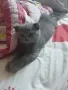 продавам 3 котенца остава 1 момиче, снимка 9