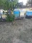 пчелни семейства ДБ, снимка 1