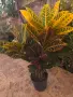 Фикус Кротон стайно растение, снимка 2