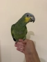 Ръчно хранена Венецуелска Амазна.., снимка 2