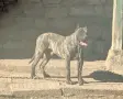 Преса Канарио! Разплод! , снимка 2