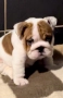 Английски булдог, снимка 2