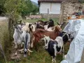 Свободни мъжки и женски, снимка 2