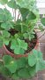 Четирилистна детелина, снимка 1 - Градински цветя и растения - 33037398