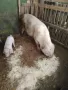 Продавам прасета, снимка 5