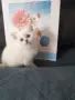 КОТЕНЦЕ КАТО  ОТ РЕКЛАМА, снимка 1