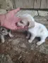 Малки кокерчета, снимка 6