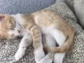 ПОДАРЯВАМ женски котенца, снимка 4