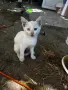 Бели котета- Турска ангора, снимка 4