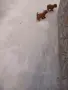 Tyi Mini Pydel Sladyri, снимка 6