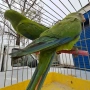 продавам папагали барабанди, снимка 2