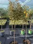 Elaeagnus stam топиар-Елеагнус, снимка 1