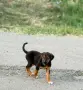 Малко ловно куче, снимка 1