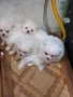 Продавам померани, снимка 2