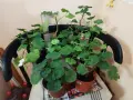 Комплект Мушкато -10 бр - 8 цвята - общо 15 €, снимка 1