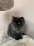 Персийски котенца , снимка 5