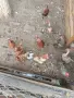 кокошки ломан браун , снимка 4