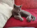 много дрожулюбно британче , снимка 3