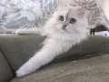 Мъжки котарак за Разплод, снимка 1