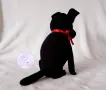Декоративно черно кученце, снимка 7