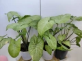 Цена 3 евро за брой! Стайно зелено нецъфтящо растение Сингониум (Syngonium) «Podophyllum», снимка 3