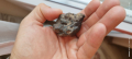 Метеорит , снимка 5