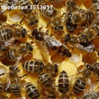 Пчелни отводки, снимка 2 - За пчели - 44328276