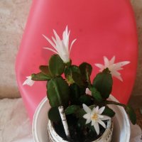 Коледничета в бяло,в циклама,червено и в розово- домашно отгледа,както и каланхое в розово и жълто  , снимка 4 - Стайни растения - 27149951