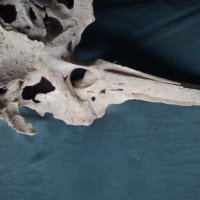 Антика,вкаменелост от тиранозавър , снимка 12 - Антикварни и старинни предмети - 30754055