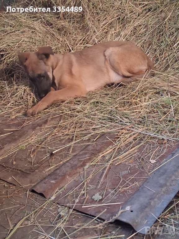 Белгийска овчарка, снимка 1