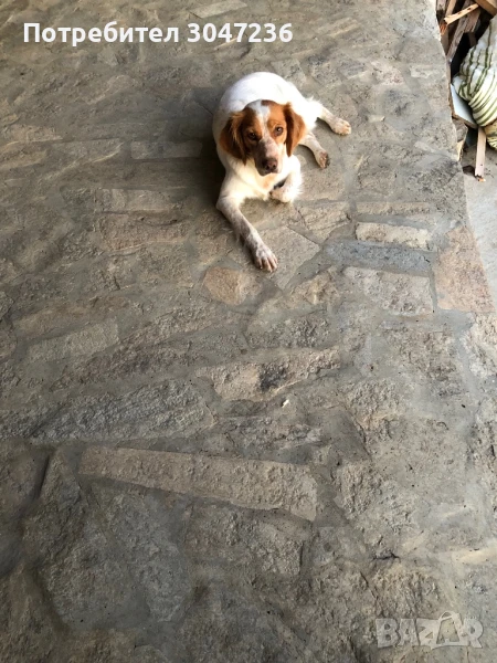 Продавам, снимка 1