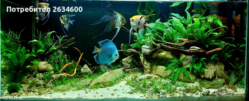 аквариуми и терариуми , снимка 1