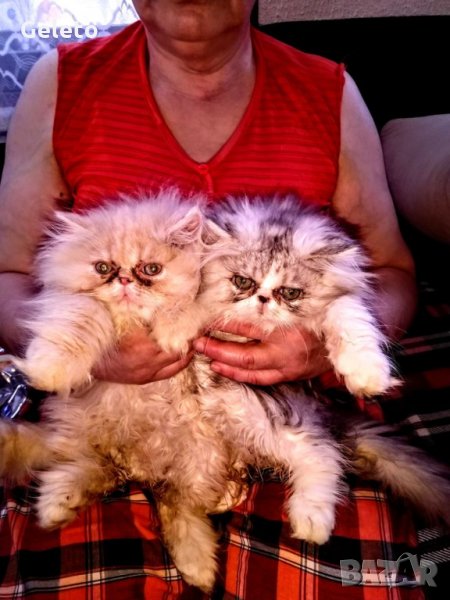 2бр. пълен екстремал персийчета , снимка 1