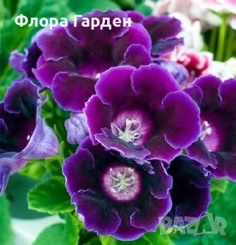 ГЛОКСИНИЯ и ГЛАДИОЛ - Грудки/ПРЕДВАРИТЕЛНИ ПОРЪЧКИ, снимка 1