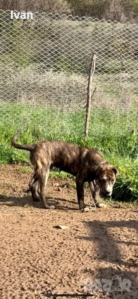 Питбул момче, снимка 1