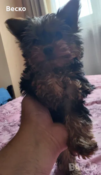 Йоркширски териел, снимка 1