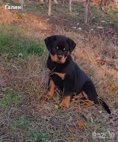 Ротвайлер, ротвайлери, снимка 1