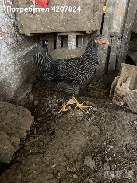 Продавам ярки и петел, снимка 1