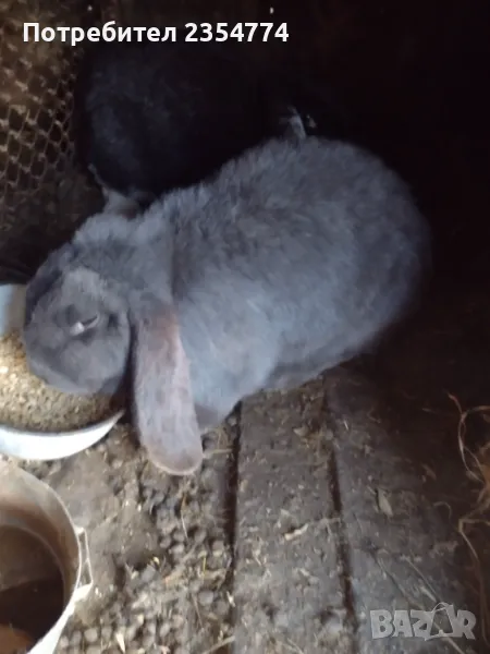 заици, снимка 1