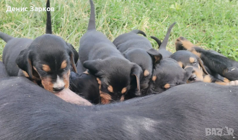 Българско лудогорско гонче, снимка 1