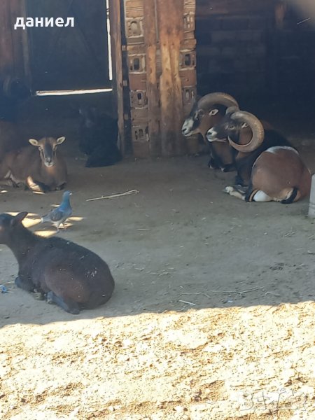 муфлони, снимка 1